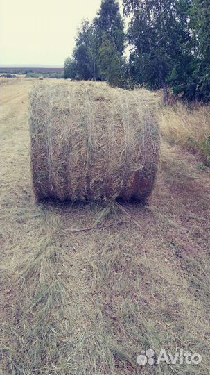 Продам сено в рулонах