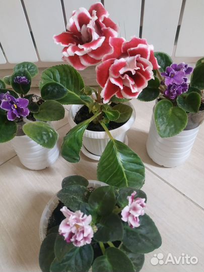 Глоксиния махровая