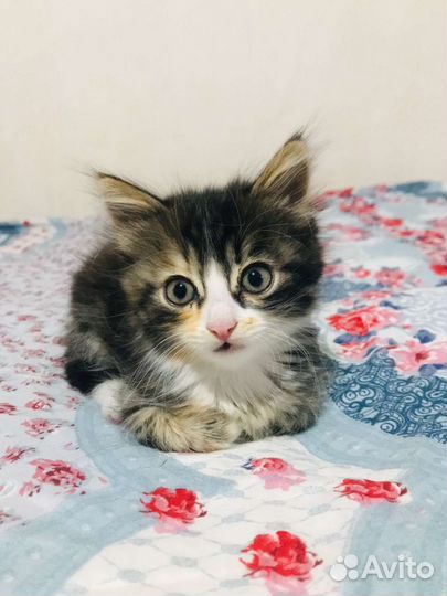 Котёнок девочка