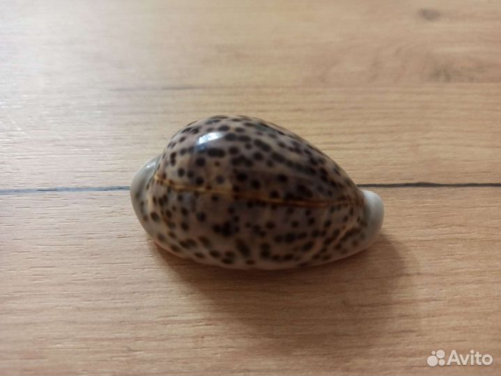 Морская раковина