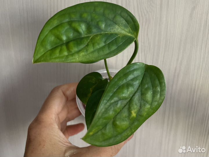 Домашние цветы 1