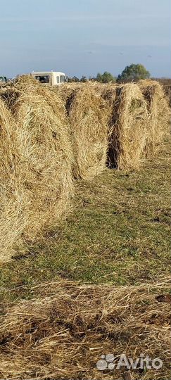 Продам сено в рулонах