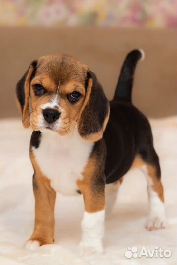 Щенки Бигль