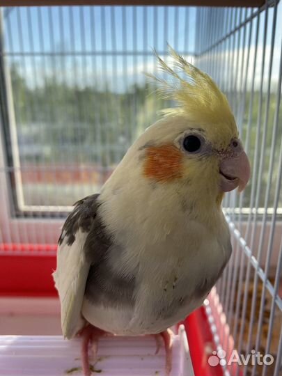 Попугай корелла