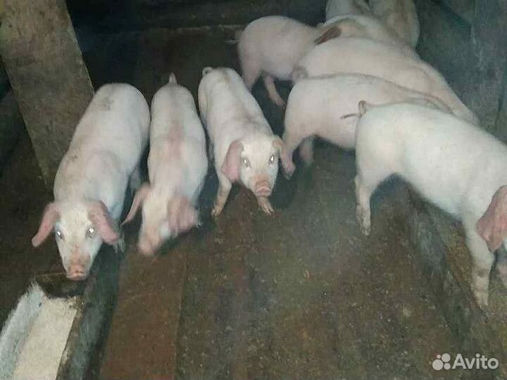 Домашние поросята