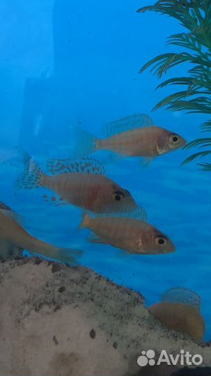Малавийские цихлиды мальки Лабидохромис Еллоу