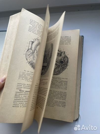 Анатомия человека, Привес