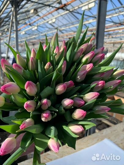 Тюльпаны оптом