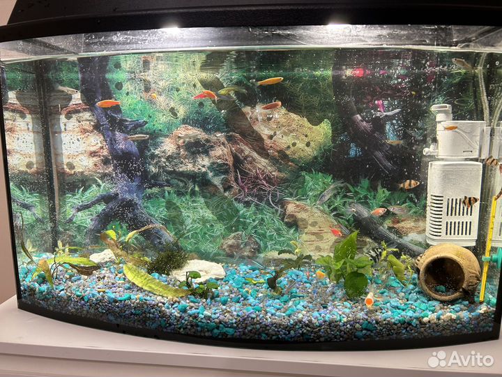 Аквариум с рыбками