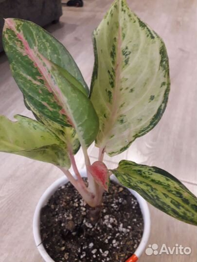 Аглаонема, кротоны