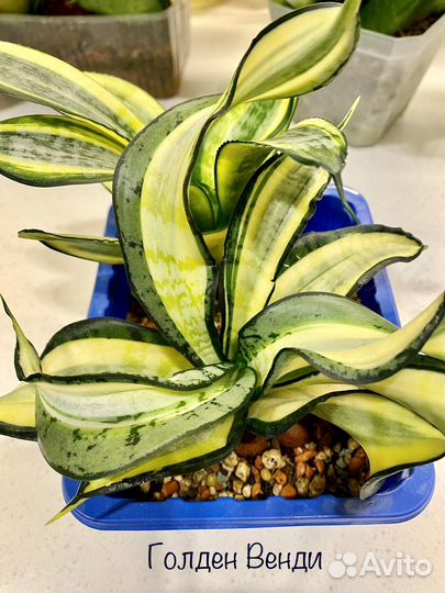 Сансевиерия ханни