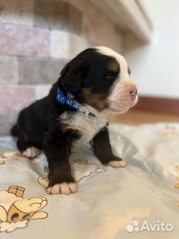 Бернский зенненхунд щенок