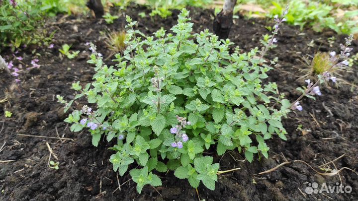 Котовник Фассени 