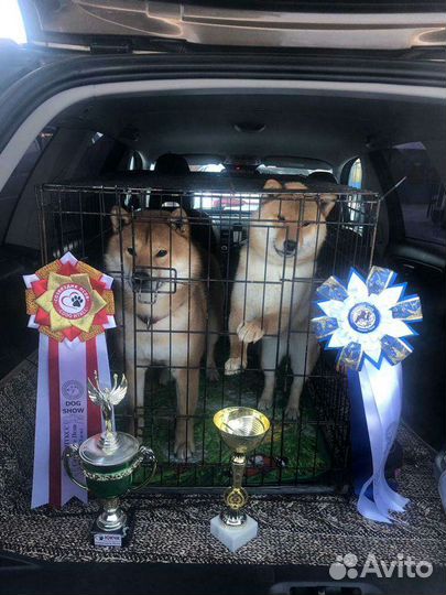 Вязка кобель Сиба Ину