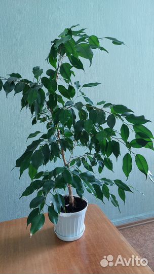 Фикус бенджамина