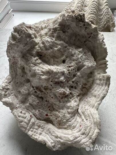 Морские кораллы