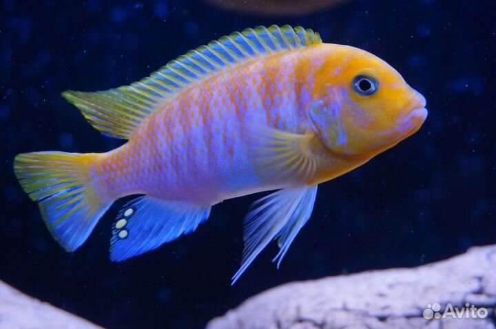 Цихлиды оз.Малави мальки и взрослые