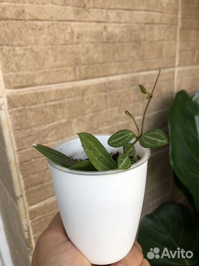 Дисхидия овата