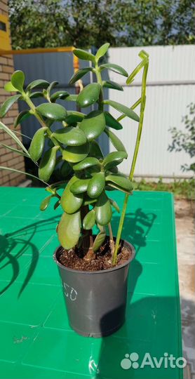 Спатифиллум