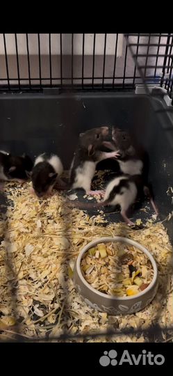 Крысята Хаски