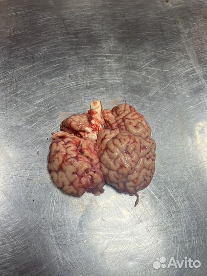 Корм для животных