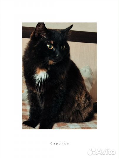 Кошка на миллион