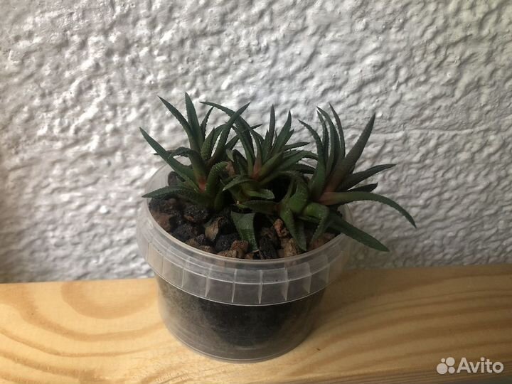 Хавортия лимифолия