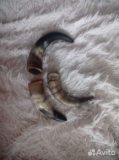 Рога буйвола