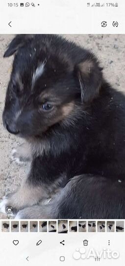 Малыши лапуськи 1.5 мес в поиске родителей