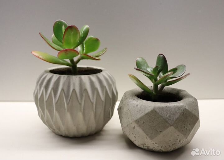 Денежное дерево (толстянка / крассула) с кашпо