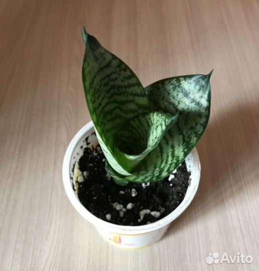 Сансевиерия ханни