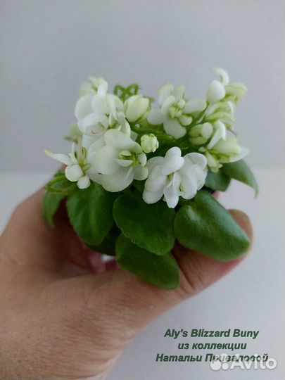 Фиалки мини