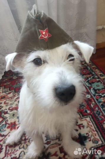 Вязка джек рассел терьер