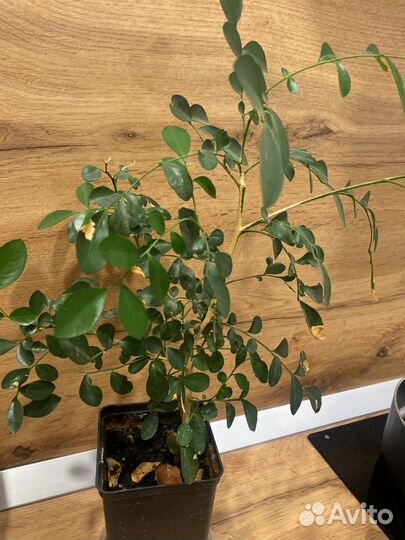 Муррайя комнатное растение