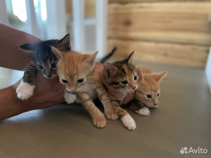 Рыжие котята в добрые руки 1 месяц