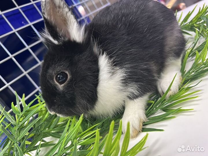 Декоративные кролики