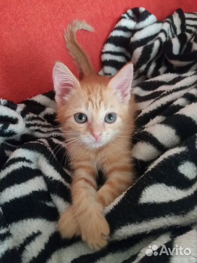 Рыжий котёнок в дар