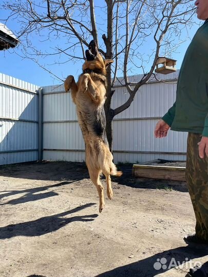 Немецкая овчарка вязка кабель