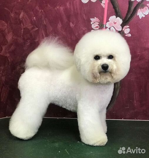 Щенки бишон фризе