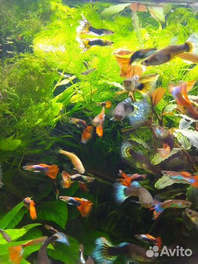 Аквариумные растения.Гуппи