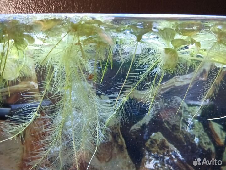 Растения пистия