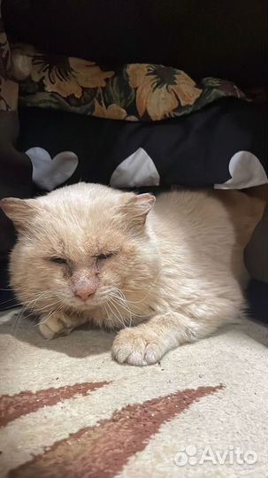 Отдам в добрые руки