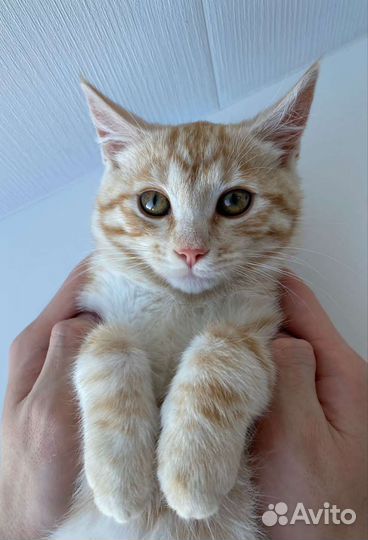 Рыжий котенок, 2,5 месяца