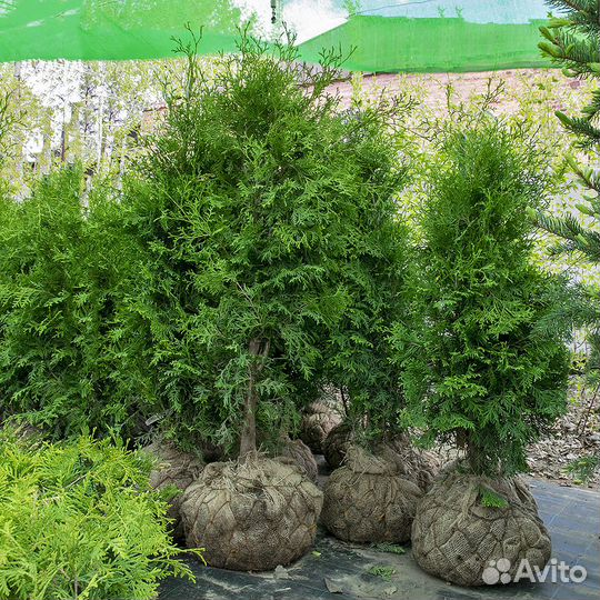 Саженцы: туя, сосна, кедр, можжевельник