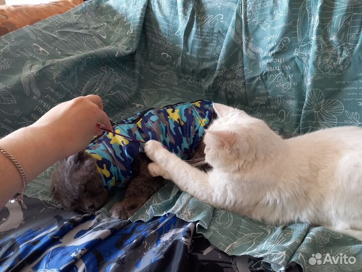 Отдается в дар кошечка и кот