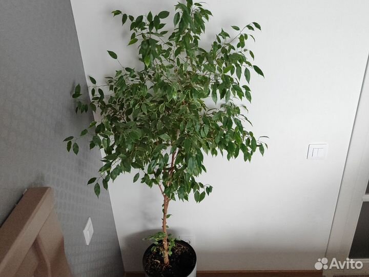 Фикус бенджамина большой