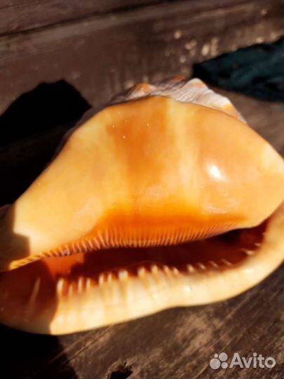 Морские ракушки