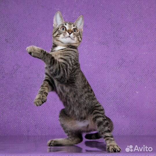 Котик,фенотип бенгальской кошки Тошка, 4 мес в дар