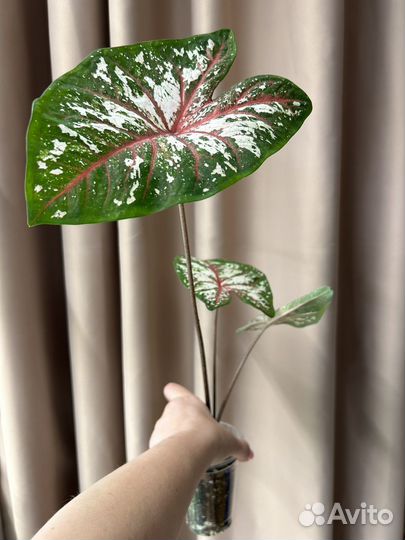 Каладиум Topestry