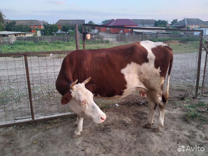 Корова стельная дойная